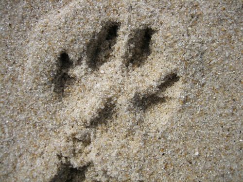 footprint traces sand