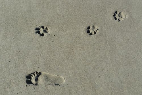 footprint train dog