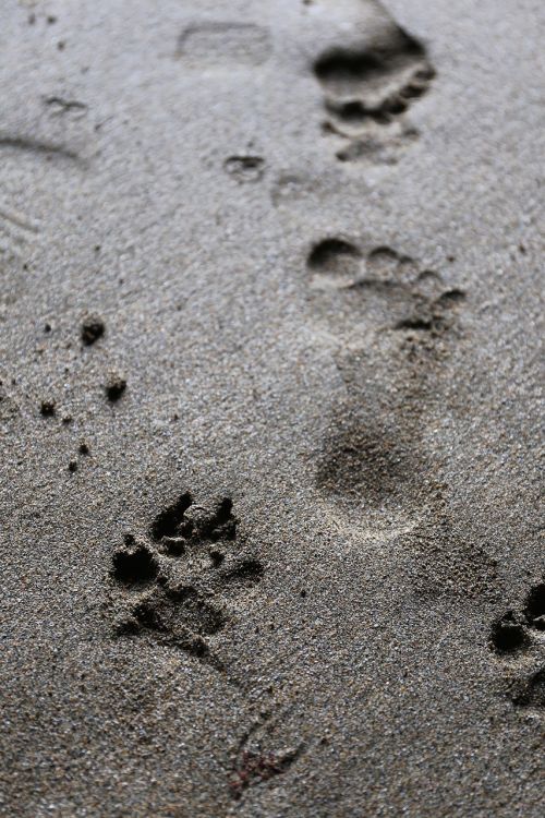 footprint dog paw