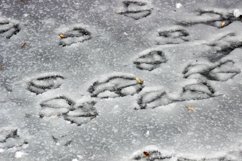 footprint snow cold