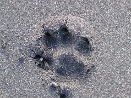 footprint dog beach sand