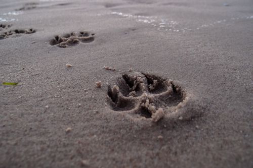 footprint beach dog