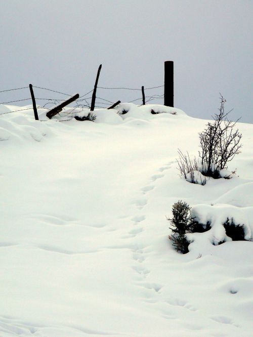 footprints winter tracks