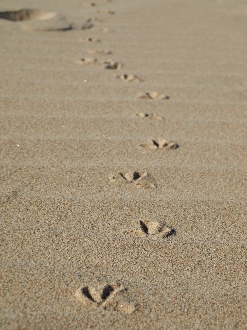 footprints beach seagull