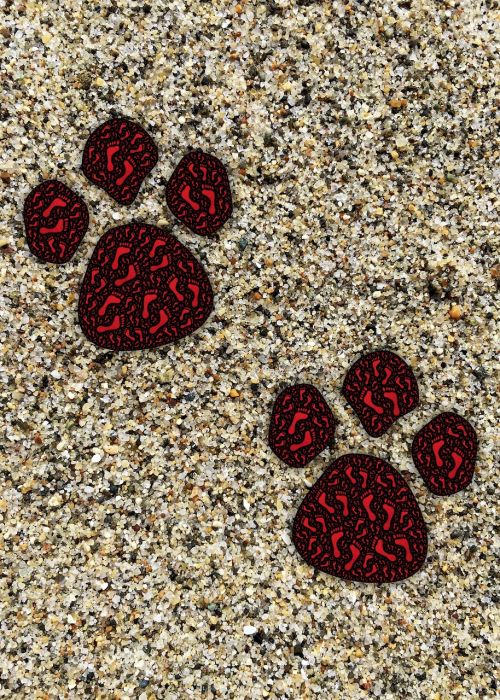 footprints paw animal