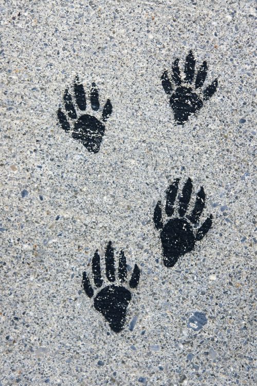 footprints paws ground
