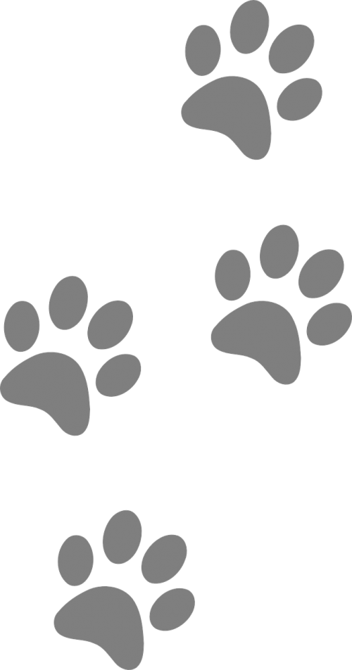 footprints animal dog
