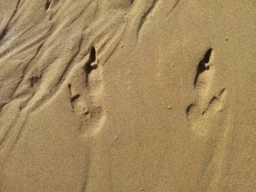 footprints sand tracks
