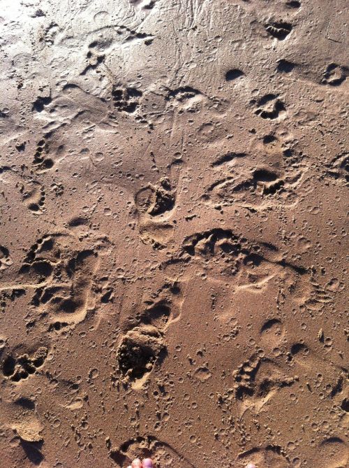 footprints wet sand beach