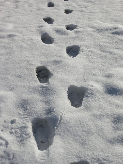 footprints snow prints snow