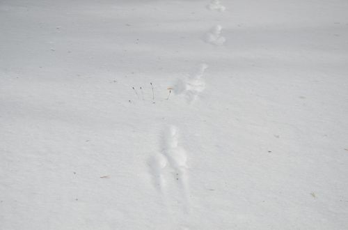 footprints snow nature