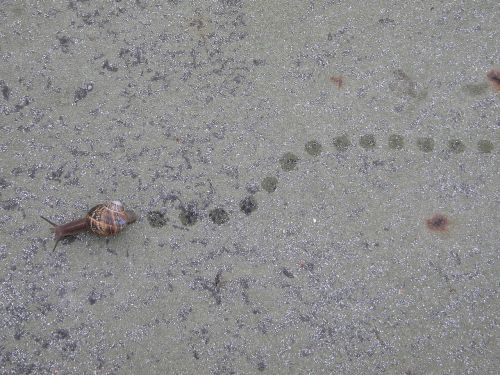 footprints snail path
