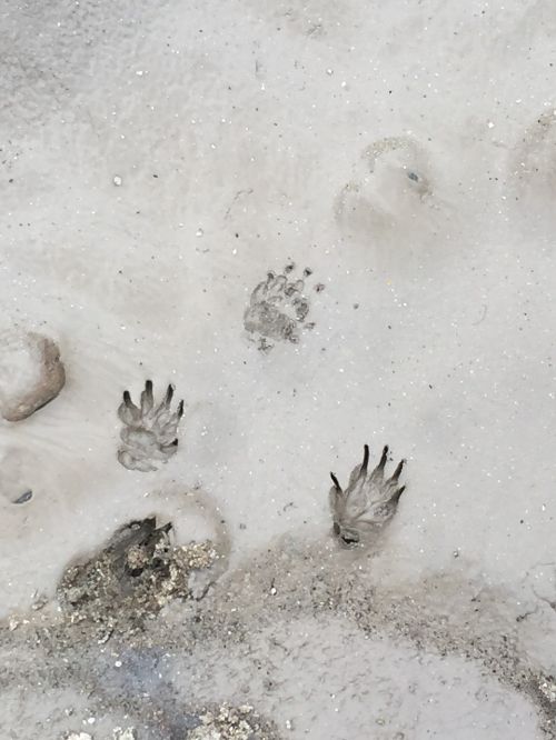 footprints sand nature