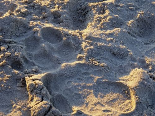 Footprints In Sand