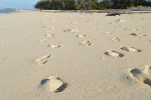 footsteps sand beach
