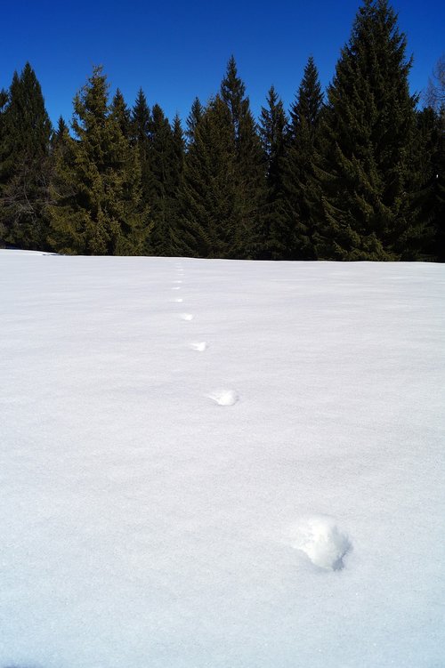 footsteps  snow  steps