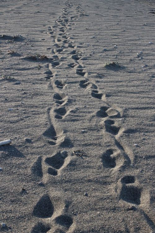 footsteps sand walk