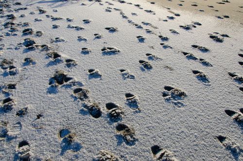 footsteps sand beach