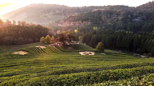 for green tea scenery morning