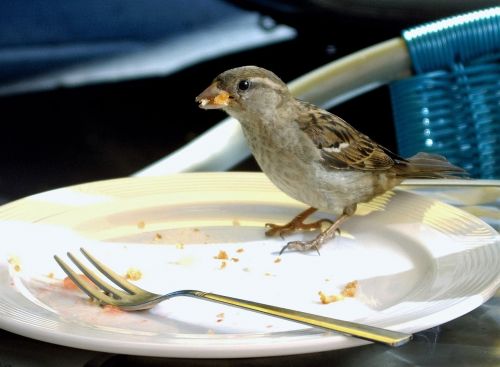 foraging sparrow bird