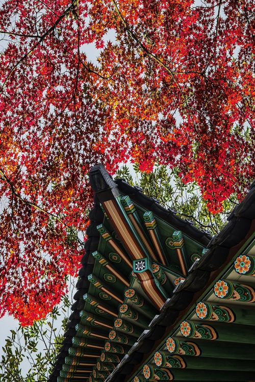 forbidden city autumn autumn leaves