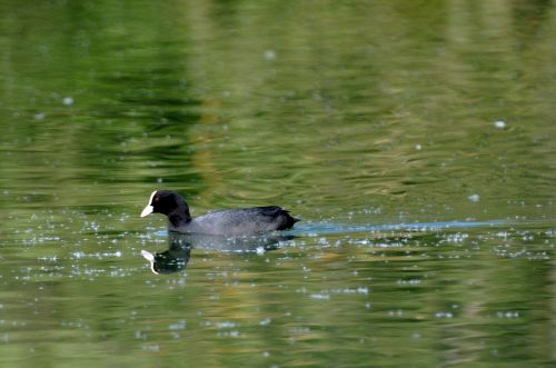 ford moorhen bird