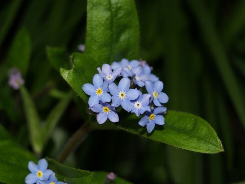 foregt-me-not flower blue
