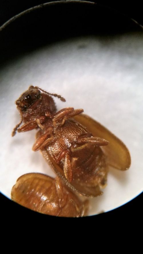 foreign grain beetle beetle saw tooth look alike