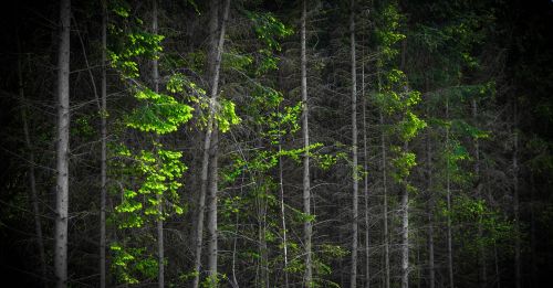 forest tree woods