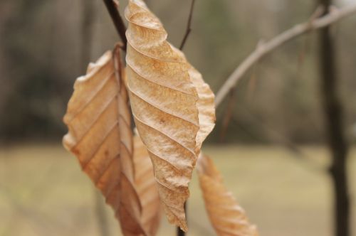 forest nature brown