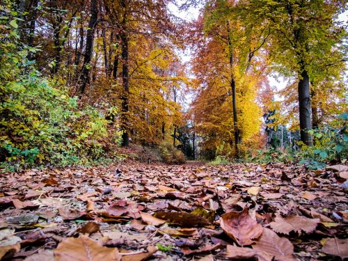 forest leaves autumn