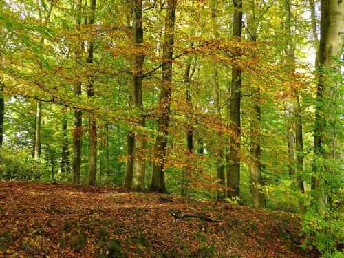 forest autumn leaves