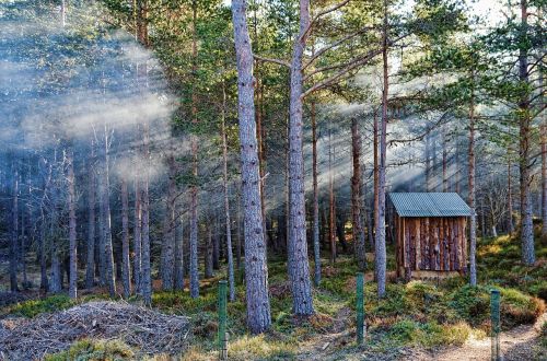 forest sunbeam fog