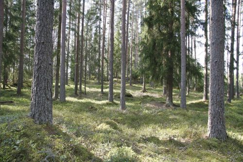 forest tree nature