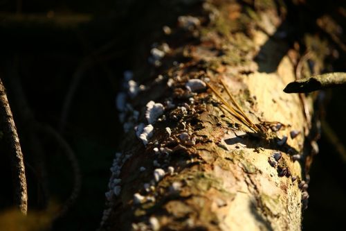 forest log moss