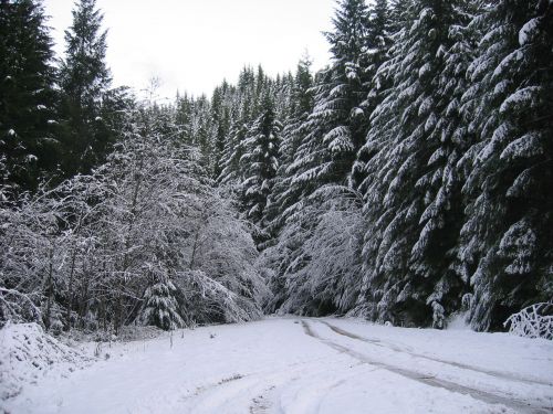 forest oregon snow