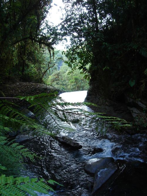 forest river water