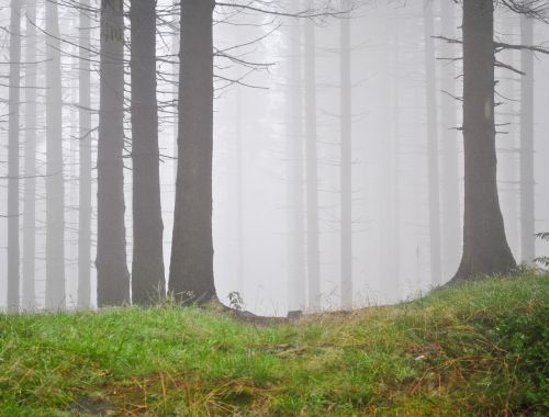 forest the fog mountains