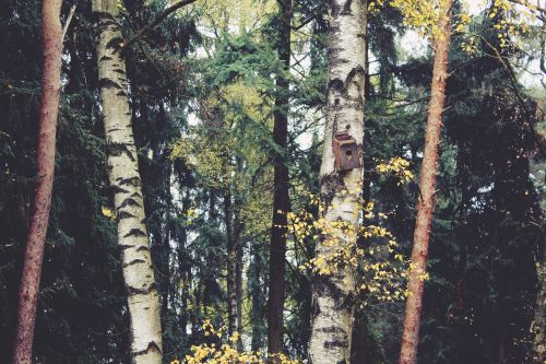 forest trees birch