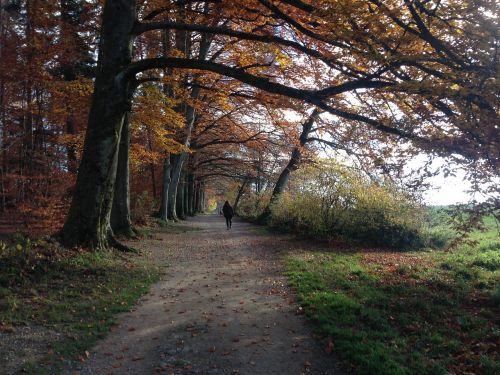 forest away autumn