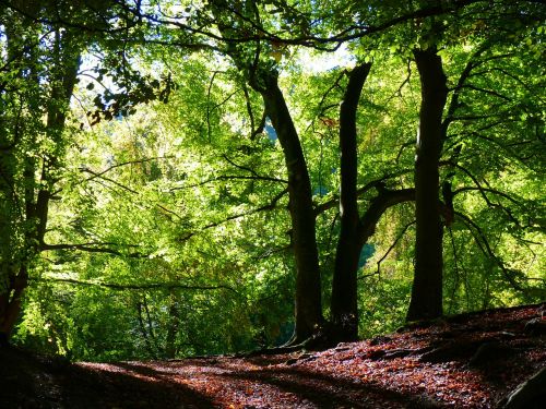 forest beech book