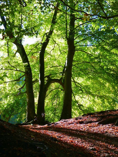 forest beech book