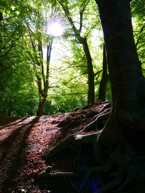 forest trees back light