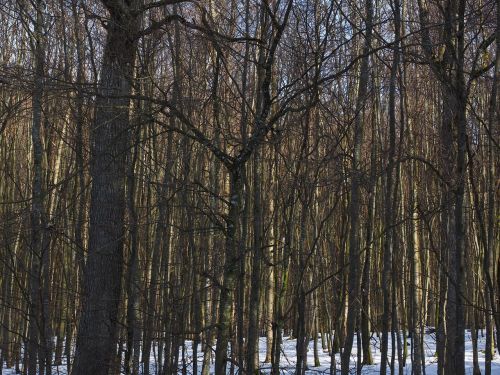 forest trees deciduous forest