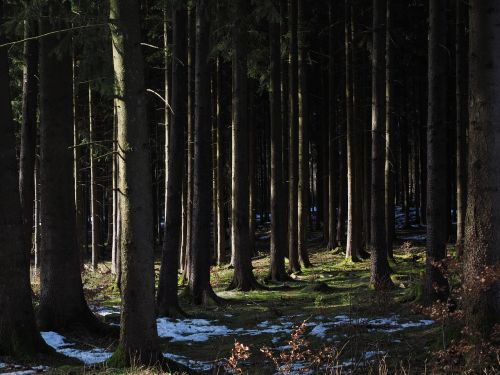 forest trees tree trunks