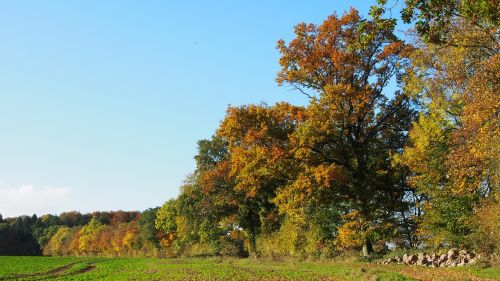 forest nature trees