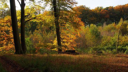 forest nature trees