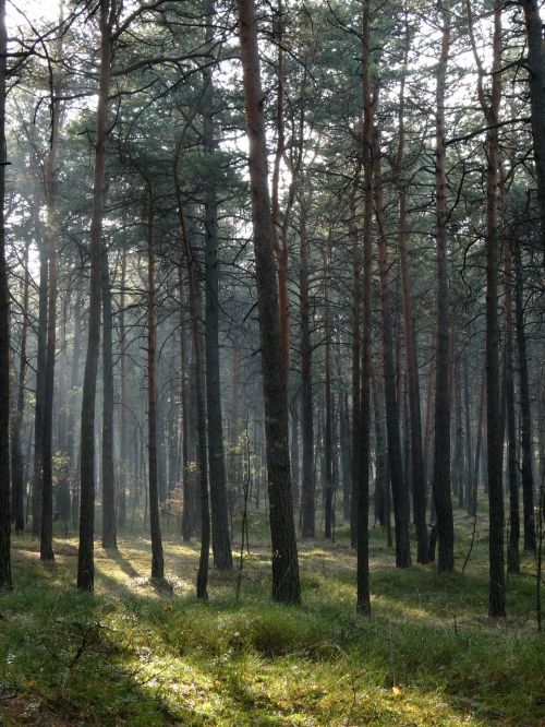 forest tree nature