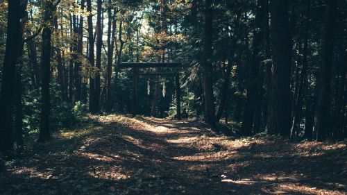 forest trail trees