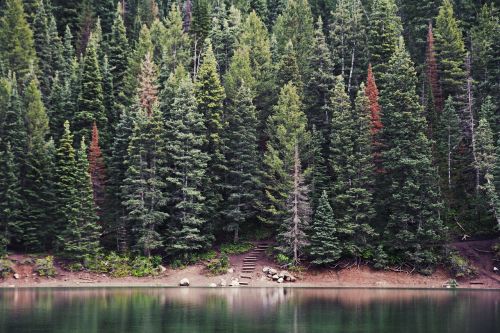 forest lake coastline